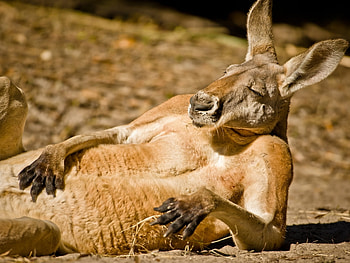 Animals, Kangaroo HD wallpaper