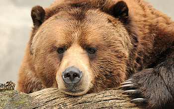 high-definition , Bear species appreciation, Mighty creatures, Wildlife graphy HD wallpaper