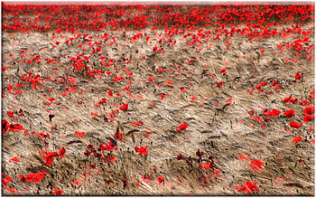 capalbio, field, red HD wallpaper