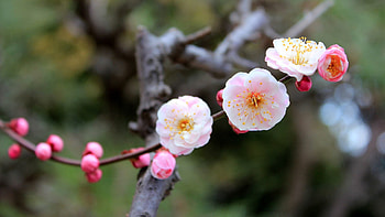 Flowers, Macro, Bloom, Flowering HD wallpaper