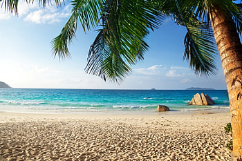 Tropical Beach, sea, summer, sand, palm, tropical, paradise, beach HD wallpaper