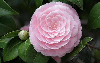 Camellia flowers, background HD wallpaper
