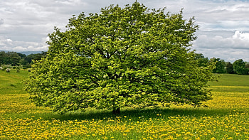 Hawthorn Tree Nature, Frhling Sommer Baum HD wallpaper
