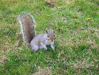 Animals, Squirrel, Grass, Stroll, Playful HD wallpaper