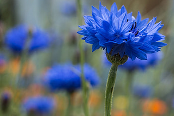 Cornflower, blue, green, flower HD wallpaper