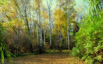Landscape, Trees HD wallpaper