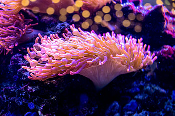 Venomous sea anemone, Important drugs HD wallpaper