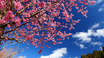 Sakura flowering, sky, spring, blossoms, tree, clouds HD wallpaper