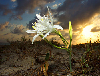 Beauty is everywhere, white, light, flower, clouds, desolate, sky, lily HD wallpaper