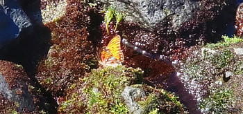 Punalu u Black Sand Beach, Hawaii, Islands, Hawaii, Butterfly, Rocks, Water, Black, Algae HD wallpaper