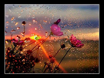 sunset after rain, rain, field, sunset, flower HD wallpaper