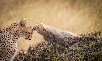 Cheetah, Animal, Baby Animal, Cats HD wallpaper