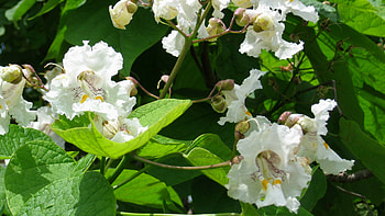 Favorite tree Friday, Northern catalpa, Arbor Day Blog HD wallpaper