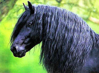 Friesian Head, horses, black, friesian, dutch, holland HD wallpaper