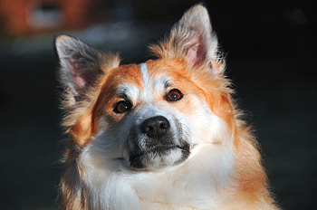 Animals, Dog, Muzzle, Icelandic Dog, Icelandic Shepherd HD wallpaper