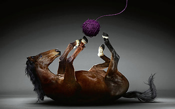 Creative Horse, Animals, graphy, Horse, Creative HD wallpaper