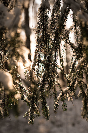 Winter, Nature, Snow, Shine, Light, Branches, Spruce, Fir HD phone wallpaper