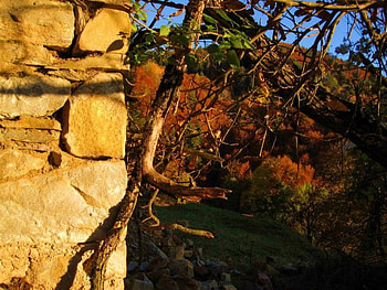 Stone Wall, graphy, fall, bulgaria, stone, autumn, wall, tree HD wallpaper
