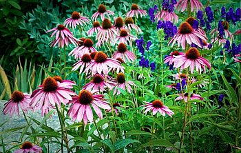 Flowers, Drops, Greens, Freshness, Echinacea HD wallpaper