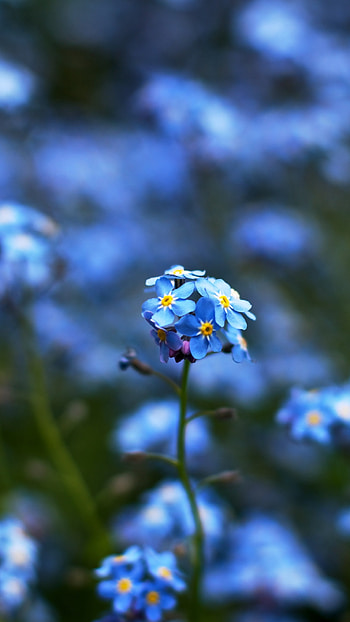 Blue Flowers, Beautiful, Small Flower HD phone wallpaper