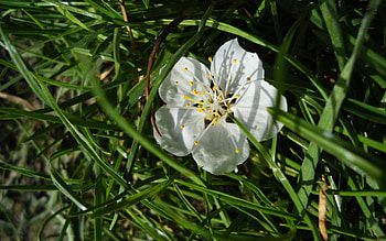 Grass, Cherry, Flower, Macro, Branch, Spring HD wallpaper