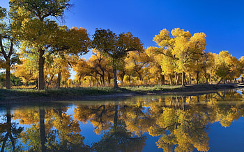 Nature, Trees, Autumn, Reflection HD wallpaper