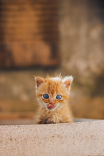 Animals, Kitty, Kitten, Nice, Sweetheart, Protruding Tongue, Tongue Stuck Out, Redhead HD phone wallpaper