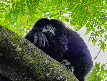 Neotropical Primate Conservation, Scientific Investigation, Wildlife Protection, Tropical Forests HD wallpaper
