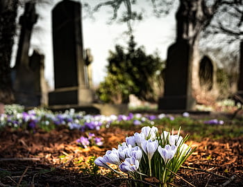 Delicate crocuses bloom in early spring, contrasting with weathered tombstones in a tranquil graveyard. HD wallpaper