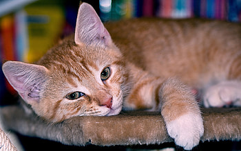 Animals, Cats HD wallpaper