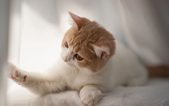 Animals, Light, Kitty, Kitten, Spotted, Spotty, Light Coloured, Playful, Play HD wallpaper