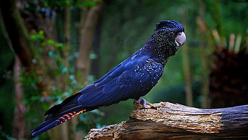 Red-Tailed Cockatoo Blue Parrot Bird On Tree Wood In Blur Background Birds HD wallpaper