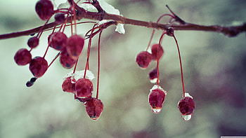 Round red fruits, Berries plants, , Nature HD wallpaper