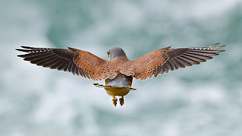 Birds Wings, birds, wings, nature HD wallpaper