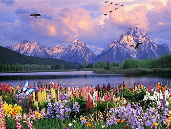 ITS ALL IN THE DETAILS, butterflies, birds, mountains, snow HD wallpaper