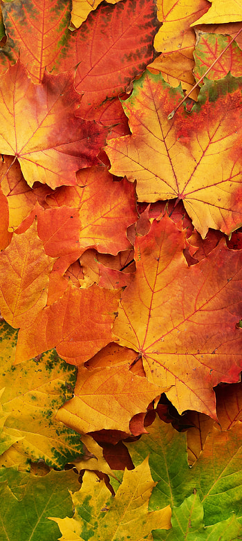 fall, nature, leaf HD phone wallpaper