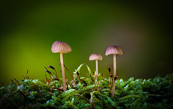 Mushrooms, nature, pink, mushroom, green HD wallpaper