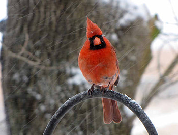 cardinal, winter, bird, red, male HD wallpaper