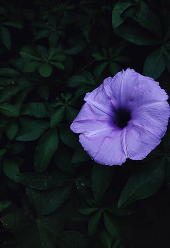 Flowers, Leaves, Lilac, Flower, Morning Glory, Ipme, Morning Glow, Morning Lights HD phone wallpaper