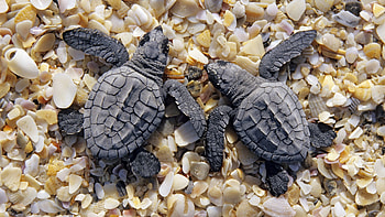 Animals, Turtles, Stones, Beach, Carapace, Shell HD wallpaper