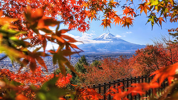 Mount Fuji with fall colors, trees, volcano, leaves, japan, autumn HD wallpaper