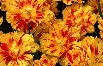 Plants, Flowers HD wallpaper