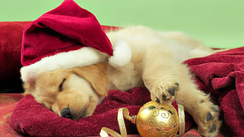 Cute Santa, dog, animal, golden, white, cute, santa claus, sleeping, ball, christmas, red HD wallpaper
