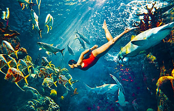 Beautiful Aqua, graphy, girl, singer, beautiful, rihanna, serene, woman, underwater, fish HD wallpaper