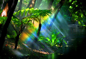 Rays, leaves, plants, sunlight, branches, trees, forest HD wallpaper