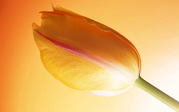 Flowers, Background, Bud, Tulip, Stem, Stalk HD wallpaper
