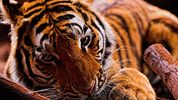 Jungle Animal, Teal tiger's allure, Cute and wild, Striking tiger HD wallpaper