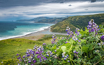 Lost Coast of Humboldt County, California, flowers, plants, pacific, usa, sky HD wallpaper