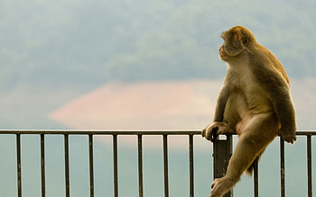Animals, Monkey, Kid, Tot, Profile HD wallpaper