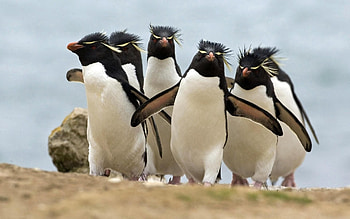 Animals, Birds, Pinguins, Stroll, Flock, Run, Run Away HD wallpaper